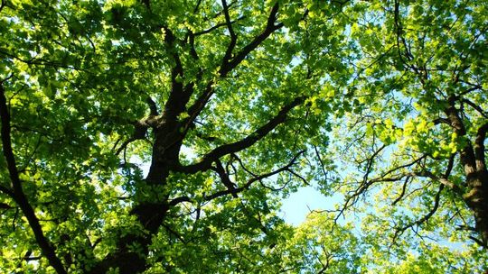 Tomaszów Lub.: Ciało zaginionego policjanta odnalezione w lesie