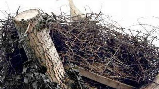 Tomaszów Lubelski: Grozili koledze martwym bocianem