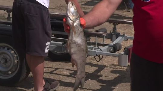 Tony martwych ryb w Odrze. "Ktoś przyczynił się do wielkiej katastrofy ekologicznej"