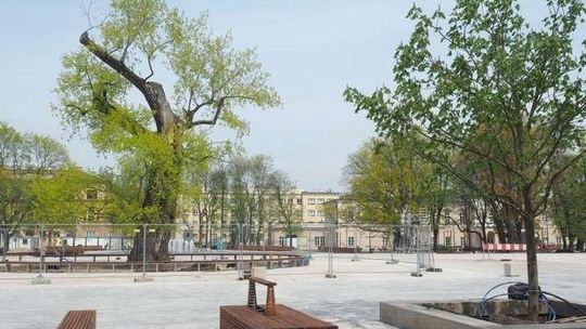 Topola po Baobabie na placu Litewskim? "Sprawa jest bardzo trudna"