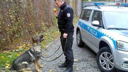 Torres - nowy pies na bandytów w Puławach