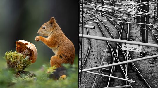 Tory i wiewiórka. Zamojskie "Zdjęcia Roku "wybrane