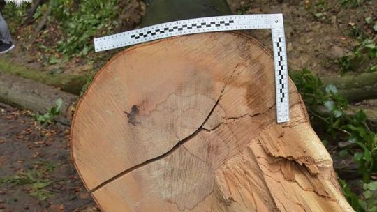 Tragedia podczas wycinki 