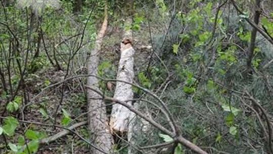 Tragedia podczas wycinki drzew. Zginął 58-latek