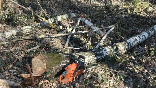Tragedia podczas wycinki drzewa. Spadający konar zabił człowieka