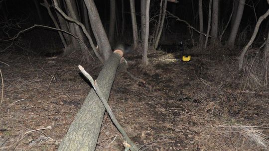 zawalone drzewo w lesie