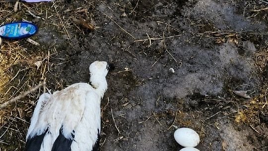 Tragedia w bocianim gnieździe w Basoni. Osierocone pisklęta trafiły do ośrodka