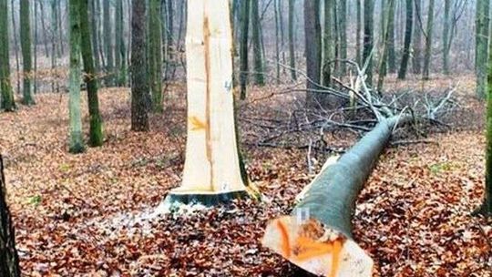Tragedia w lesie. 35-latek pracował przy wycince, uderzyło go drzewo 