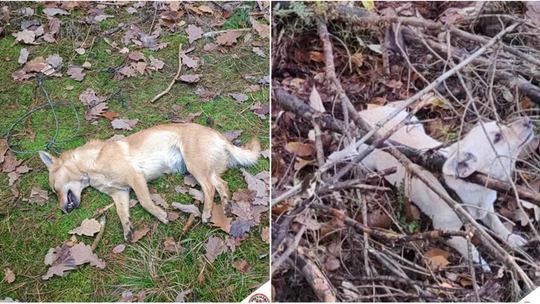 Tragedia w lesie koło Puław. Dwa psy przywiązane do drzewa, jeden nie przeżył