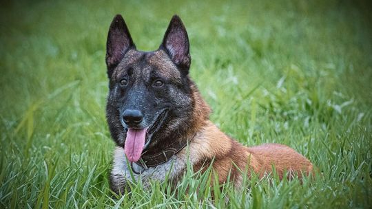 Tragedia w Zielonej Górze. Właściciel psów usłyszał zarzuty