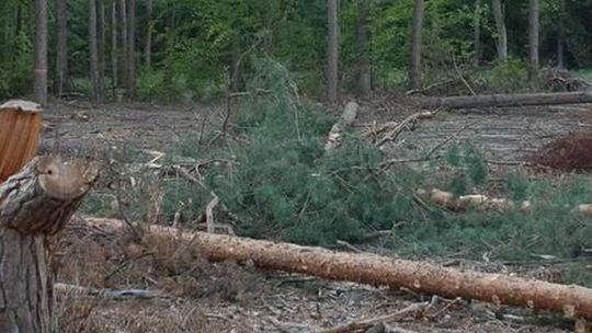 Tragiczny finał wycinki drzew. 19-latek nie żyje