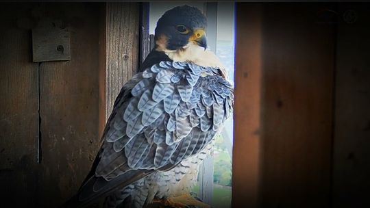 Truciciel sokołów poniesie karę? Ruszyła zbiórka na nagrodę za wskazanie sprawcy