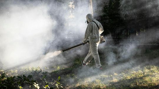 Trudna walka z komarami. Lublin pryska, Zamość dawno zrezygnował