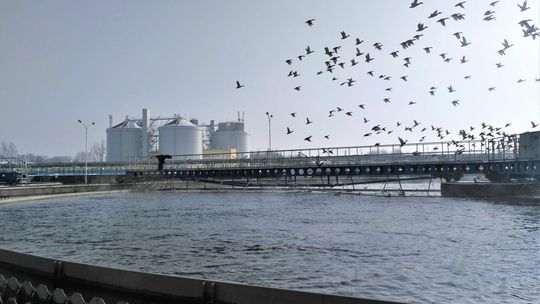 Trudno uwierzyć, co ludzie wrzucają do sedesu. Warkocz z chusteczek może ważyć kilka ton