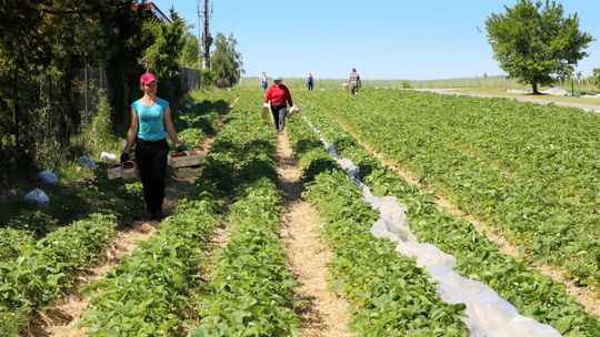 Truskawka ma się dobrze, ale lokalnych plantacji ubywa