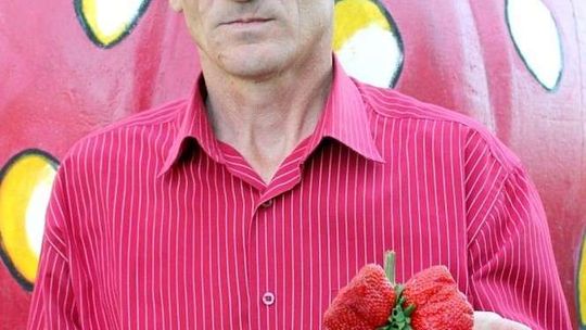 Truskawki giganty! Jedna ważyła 172 gramy