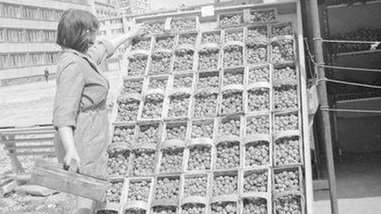 Truskawki, maliny, jagody. Jak dawniej wyglądały zbiory (zdjęcia)