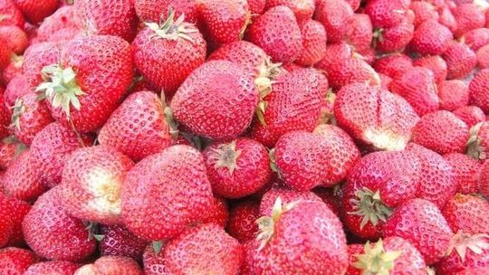 Truskawkowa miazga dla rolników. Ceny owoców bardzo niskie