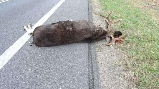 Trwa okres godowy łosi. Zwierzęta wychodzą na drogi. Duże zagrożenie dla kierowców