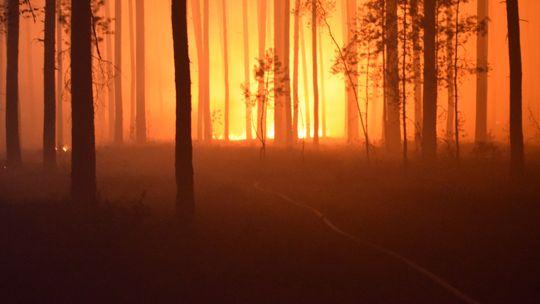 Trwa walka z pożarem w powiecie biłgorajskim. Ogień się nie rozprzestrzenia, 2 strażaków w szpitalu