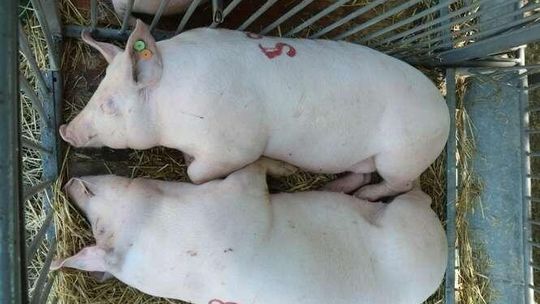 Trzecie ognisko ASF w Lubelskiem. Specjaliści: Bioasekuracja jest najważniejsza