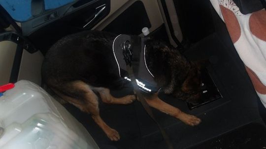 Trzy ciężarówki, tysiące paczek kontrabandy i czworonożni strażnicy granicy