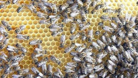 Trzy dni o pszczołach. Międzynarodowa konferencja w Pszczelej Woli