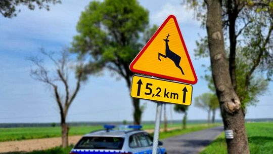 Trzy kolizje z sarnami w jednym powiecie. Noga z gazu, kierowcy 