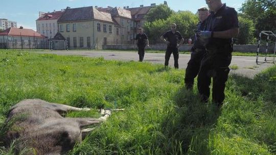 Trzy łosie na ulicach Lublina. Dwa niestety nie przeżyły