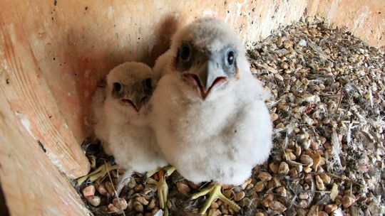 Trzy młode sokoły w puławskim gnieździe dostały obrączki