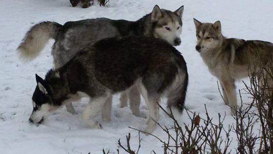 Trzy psy husky znalezione w Świdniku