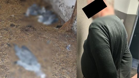 Trzymał psy w złych warunkach, kłusował i miał nielegalną broń. 59-latek z zarzutami