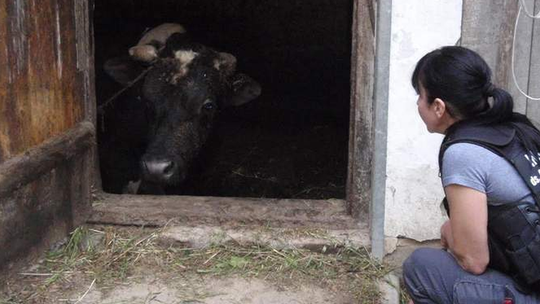 Trzymał zwierzęta w tragicznych warunkach. "Nie wypuszczał ich, leżały w odchodach"