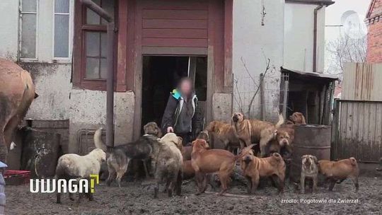 Trzymała zwierzęta w koszmarnych warunkach. „Któregoś razu psy zagryzały świnię”
