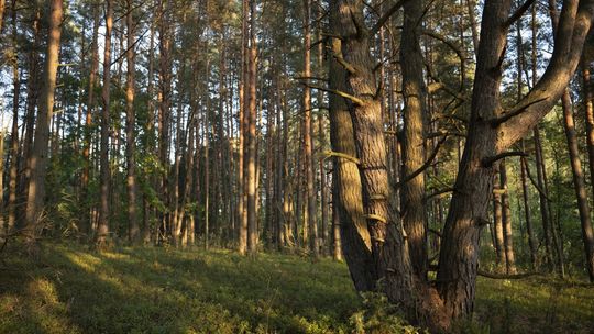 Lasy Sobiborskie