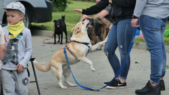 Tu znajdziesz przyjaciela. W niedzielę dzień otwarty w schronisku przy ul. Metalurgicznej w Lublinie
