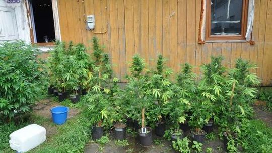 Tuczna: Plantacja konopi zlikwidowana