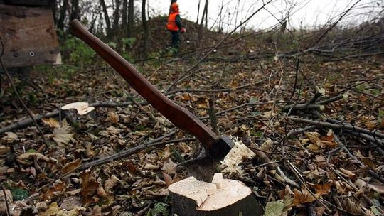 Turkowice: 23-latek ukradł z lasu 20 dębów