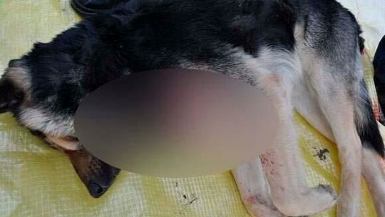 Turobin: Kto zastrzelił psa? Policja szuka sprawcy