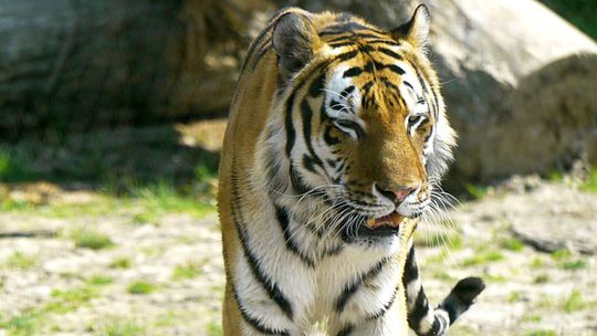 Turyści zaniepokojeni tygrysem z zoo w Zamościu. "Już kilka razy miał być usypiany"