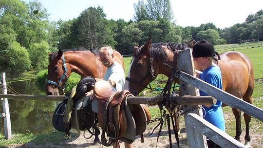 Tuzin pięknych wierzchowców