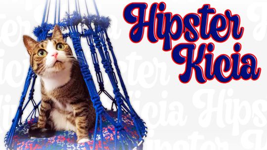 Tworzenie legowisk dla kotów. Warsztaty online