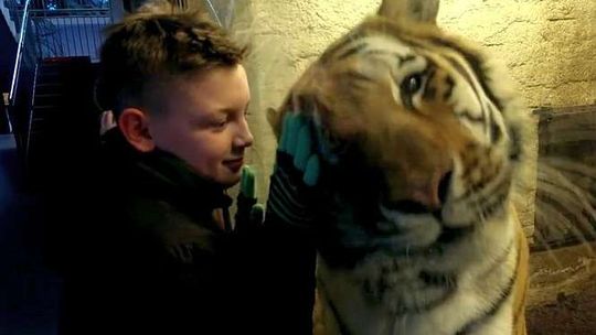 Tygrys z ZOO w Zamościu łasi się jak kotek spragniony pieszczot (WIDEO)