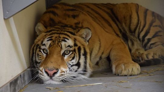 Tygrysy, o których usłyszał świat i transport, którego nikt nie przewidział. Jak mogło do tego dojść?