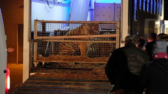 Tygrysy w skandalicznych warunkach na granicy, jeden nie przeżył. Kierowcy i weterynarze staną przed sądem