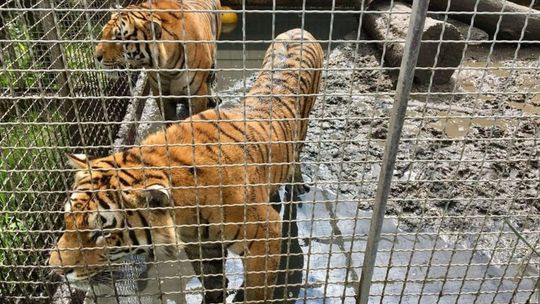 Tygrysy z Włoch, które utknęły w Koroszczynie, trafią do Hiszpanii. Sprawę bada też prokuratura 