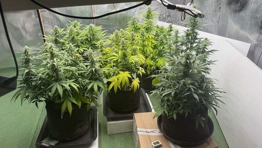 Tymczasowy areszt dla 46-latka za nielegalną uprawę konopi