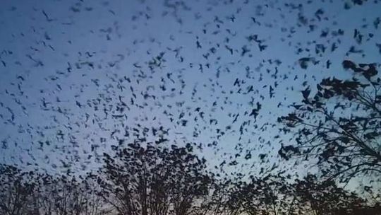 Tysiące gawronów nad Lublinem (wideo)
