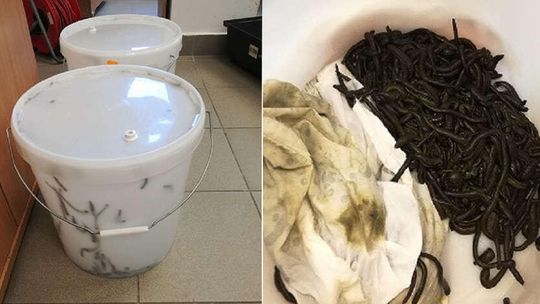 Tysiące pijawek w śmietnikach w pociągu [zdjęcia]