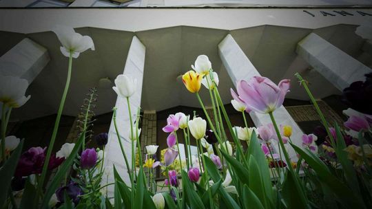 Tysiące tulipanów wyrosły pod KUL-em [zdjęcia]